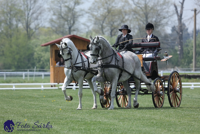 Kladruby 2019 - středa