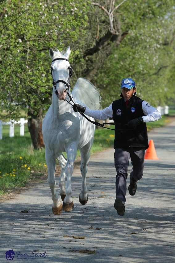 Kladruby 2019 - středa