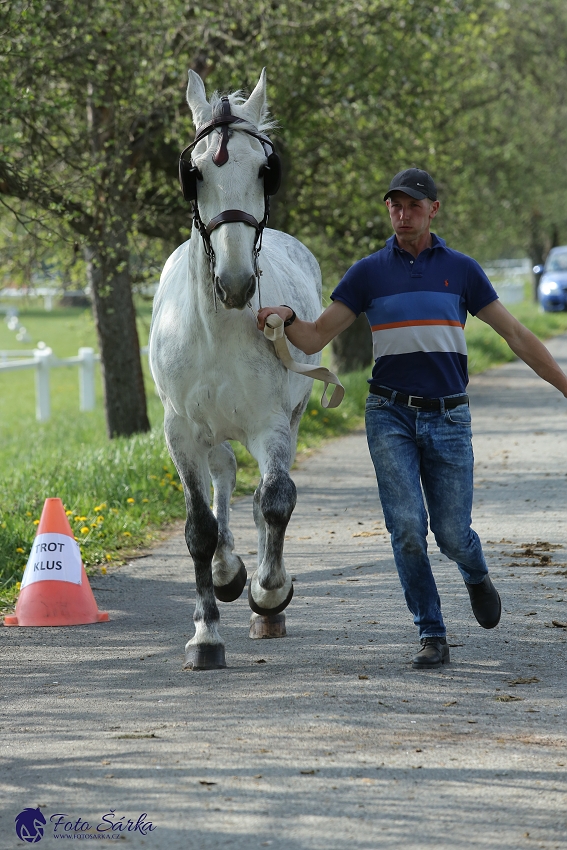 Kladruby 2019 - středa