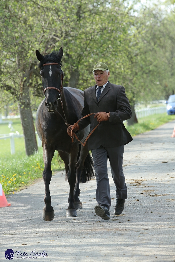 Kladruby 2019 - středa