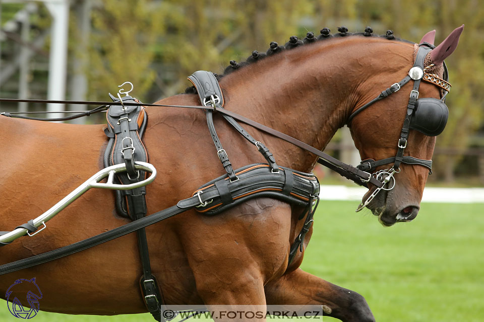 MČR Pardubice 2017 - drezury