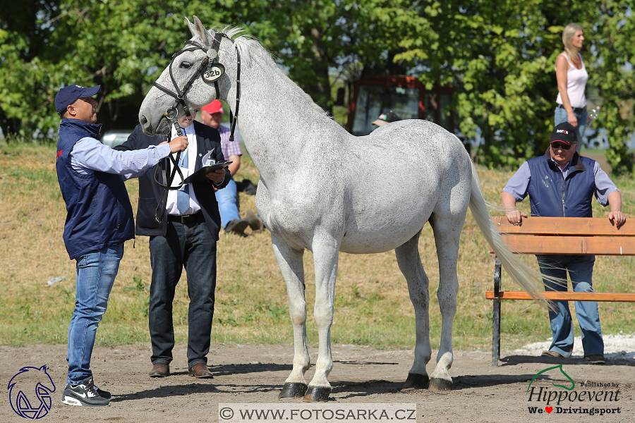 Mezöhegyes 2018 - veterinární přejímka