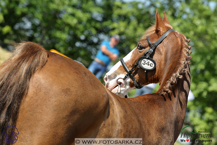 Mezöhegyes 2018 - veterinární přejímka