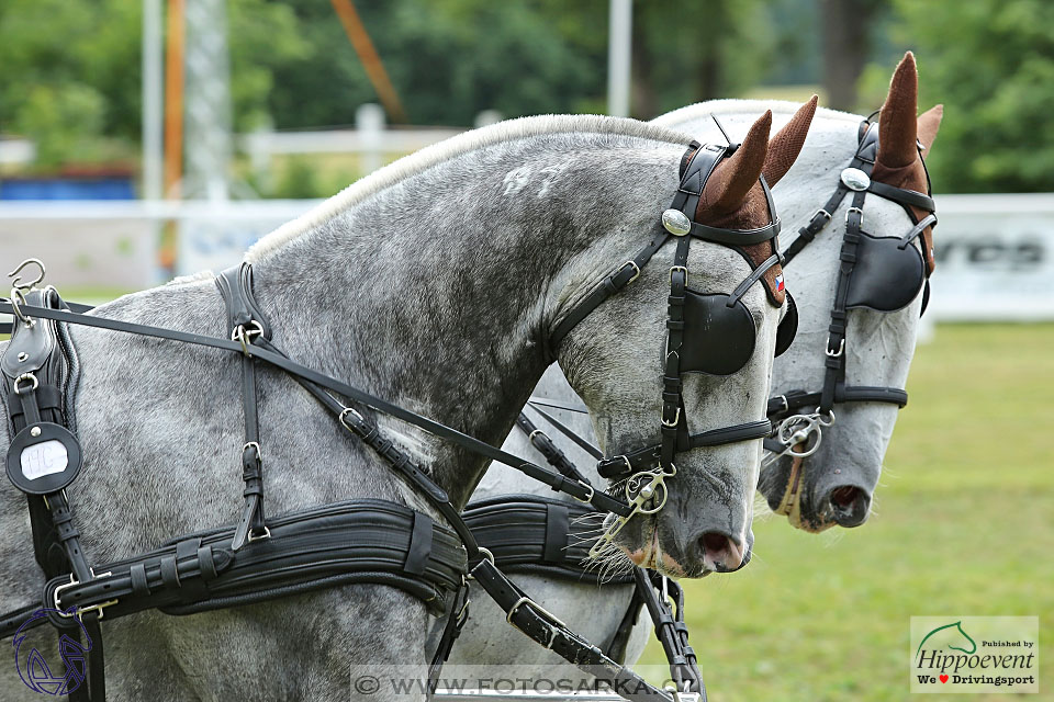 Nebanice 2017 - drezury