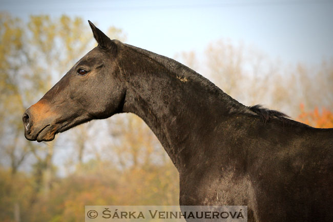 Polo pony