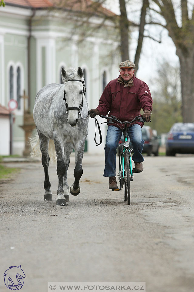 Rudolfův pohár 2017 - veterinární kontrola