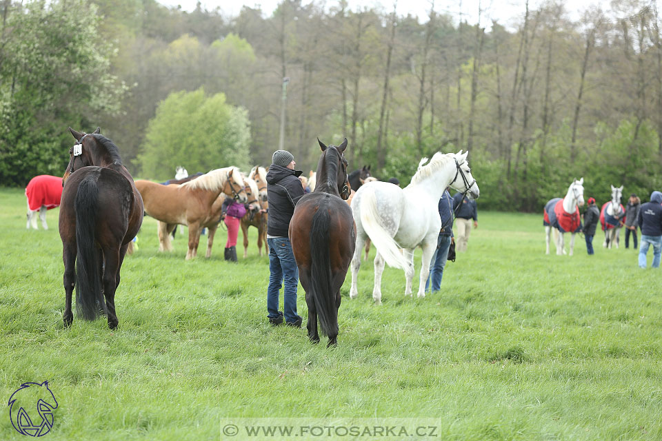 Rudolfův pohár 2017 - veterinární kontrola