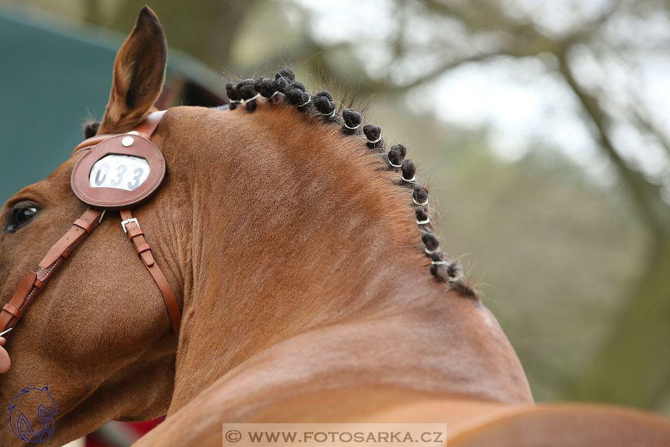 Rudolfův pohár 2017 - veterinární kontrola