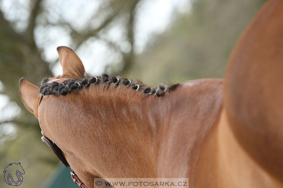 Rudolfův pohár 2017 - veterinární kontrola