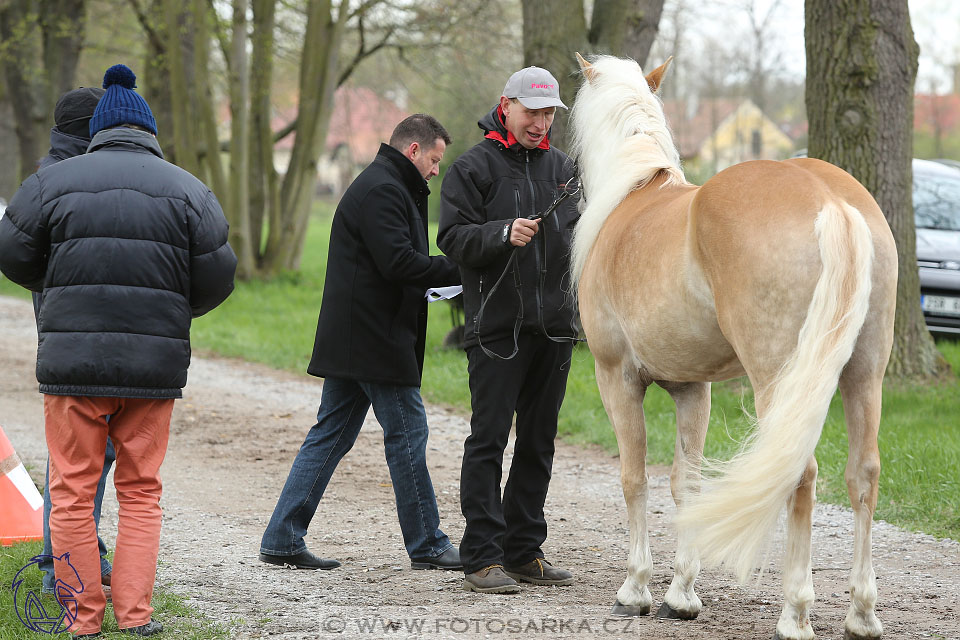 Rudolfův pohár 2017 - veterinární kontrola