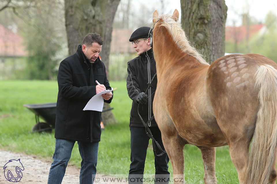 Rudolfův pohár 2017 - veterinární kontrola