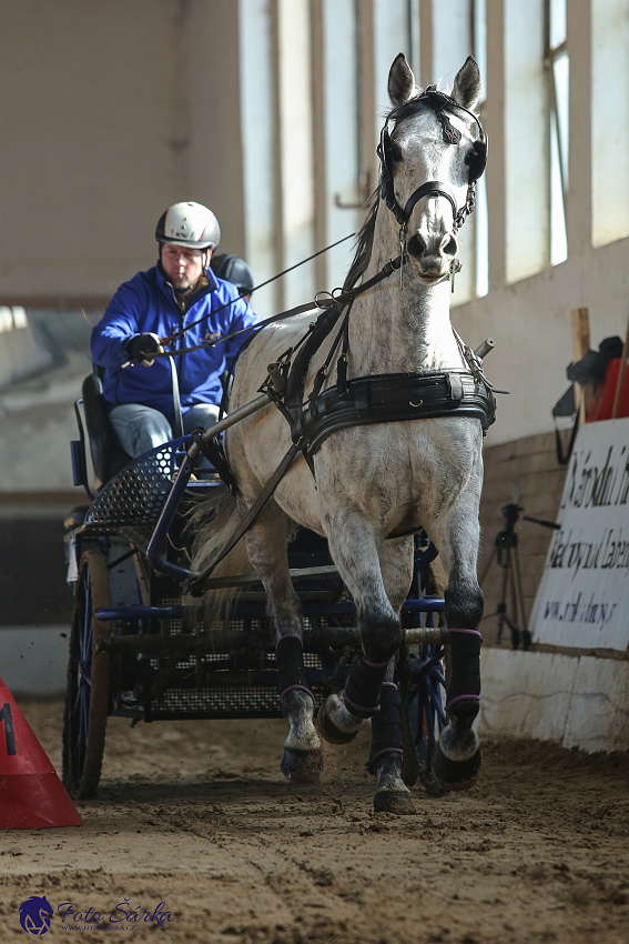 Slatiňany 2019 - spřežení