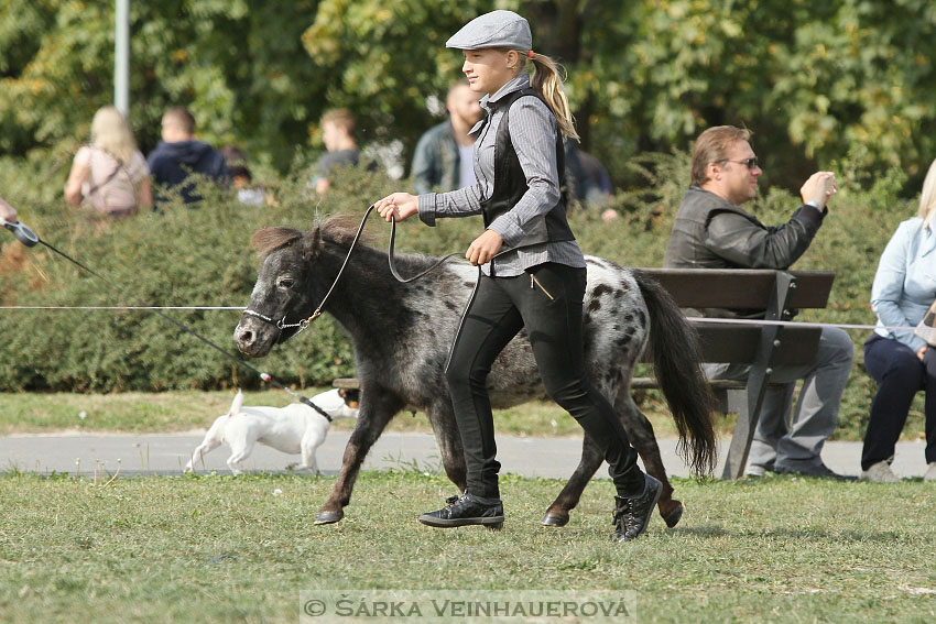 Výstava minihorse 