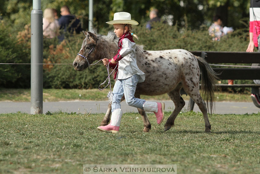 Výstava minihorse 