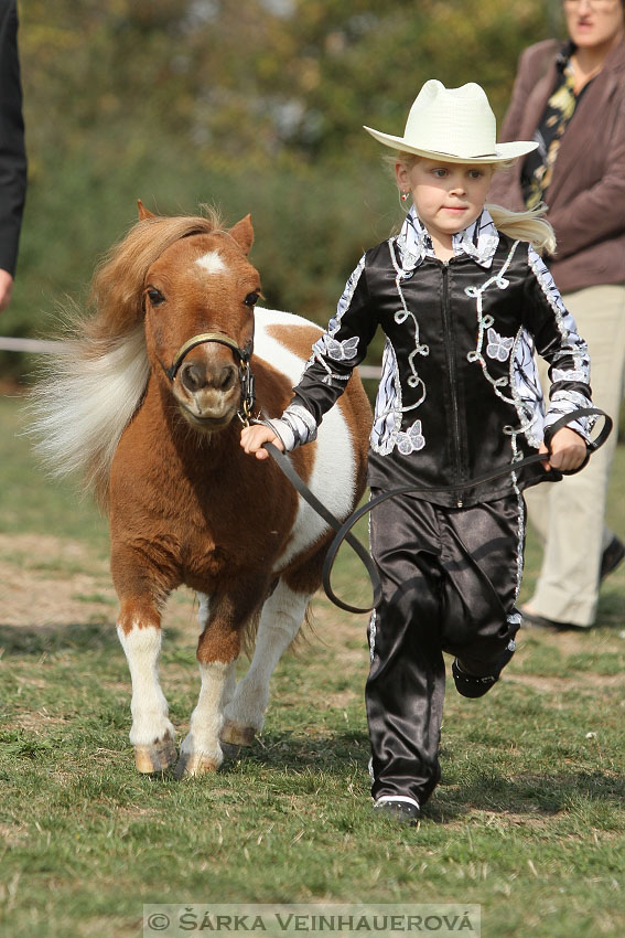 Výstava minihorse 