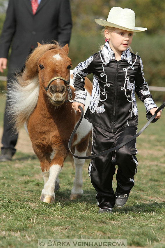 Výstava minihorse 