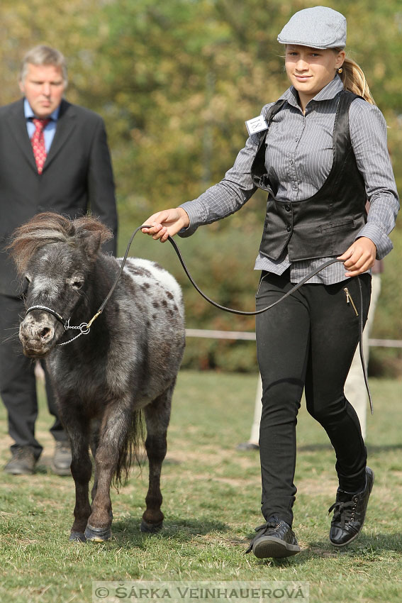 Výstava minihorse 