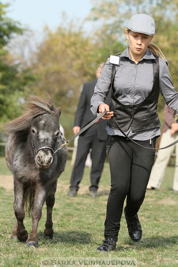 Výstava minihorse 