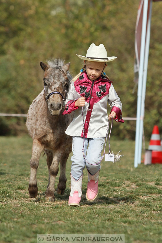 Výstava minihorse 