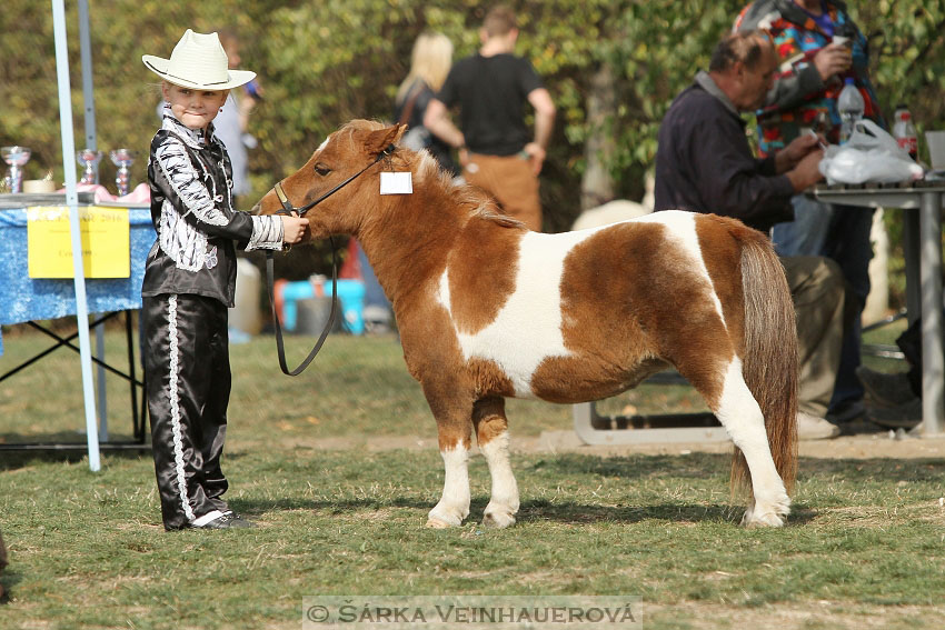 Výstava minihorse 