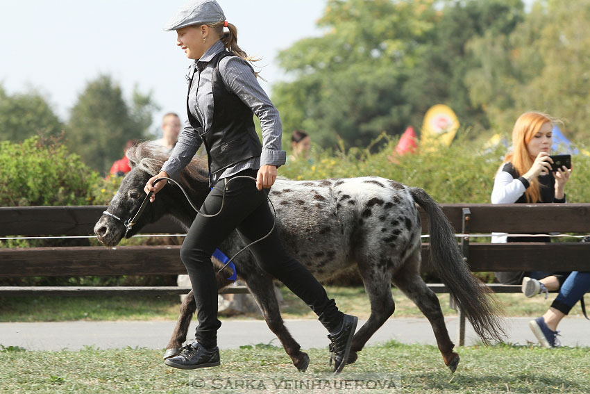 Výstava minihorse 