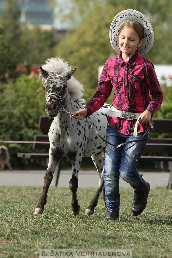 Výstava minihorse 