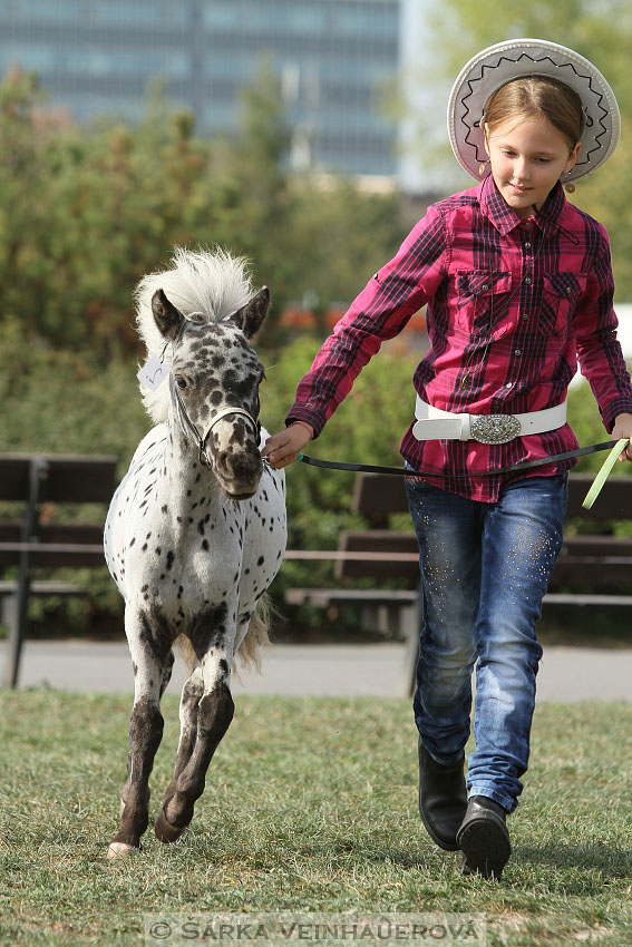 Výstava minihorse 