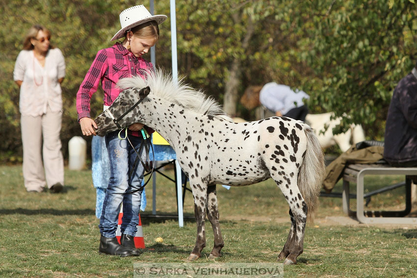 Výstava minihorse 