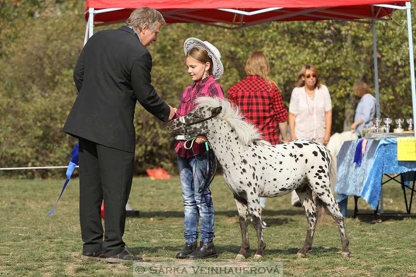 Výstava minihorse 