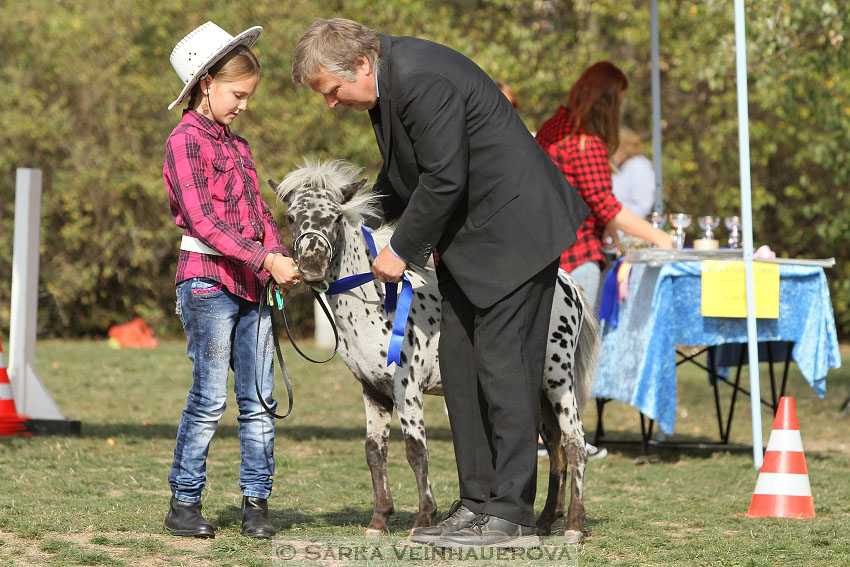 Výstava minihorse 