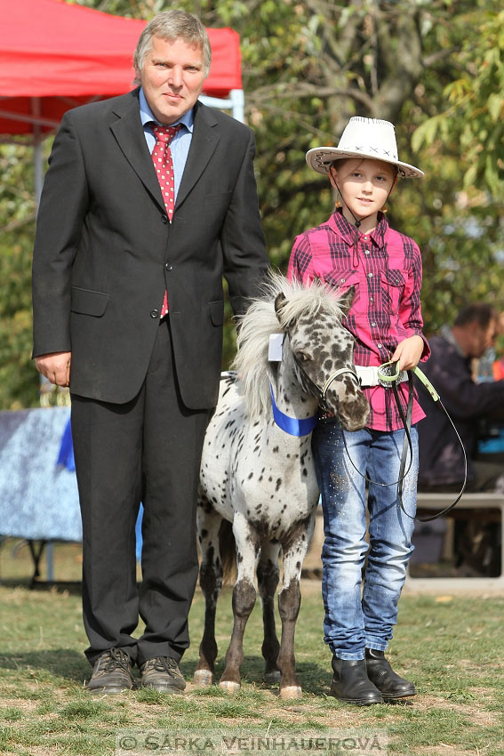 Výstava minihorse 