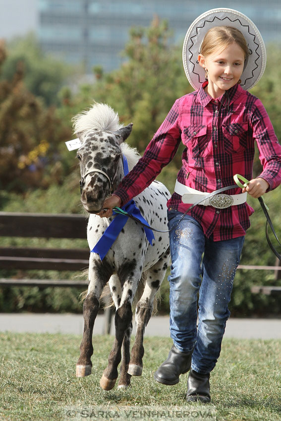 Výstava minihorse 