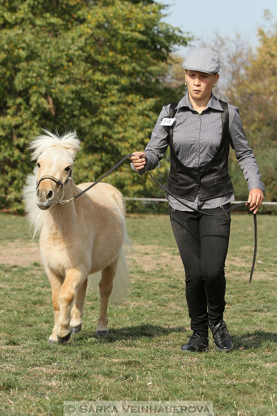 Výstava minihorse 