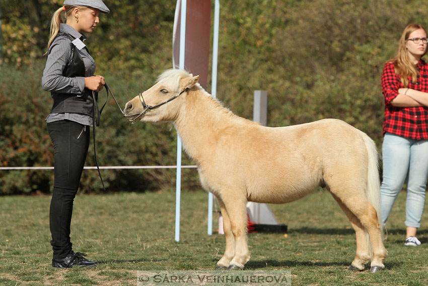 Výstava minihorse 