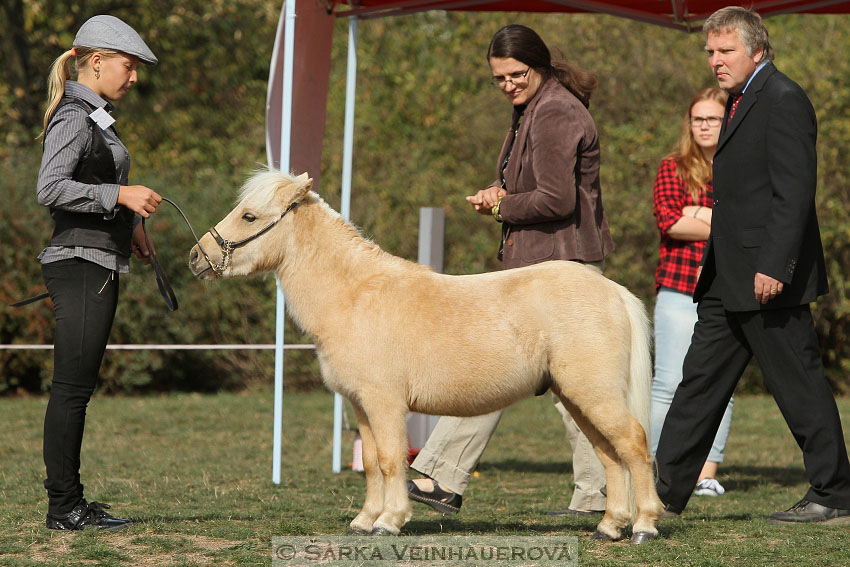 Výstava minihorse 