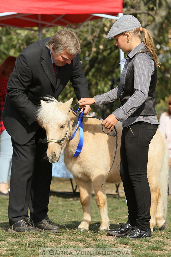 Výstava minihorse 