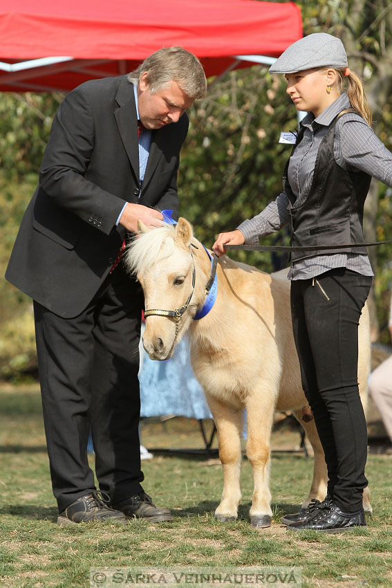 Výstava minihorse 