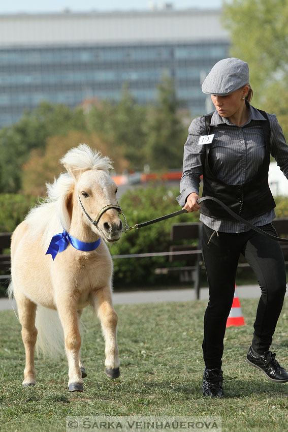 Výstava minihorse 