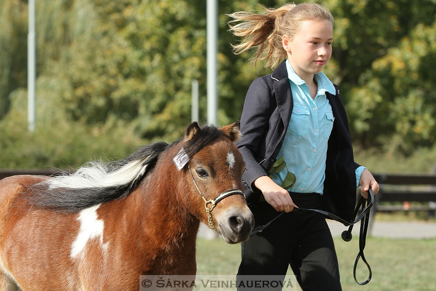 Výstava minihorse 