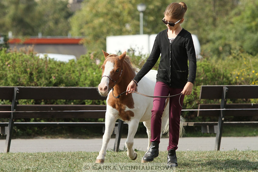 Výstava minihorse 