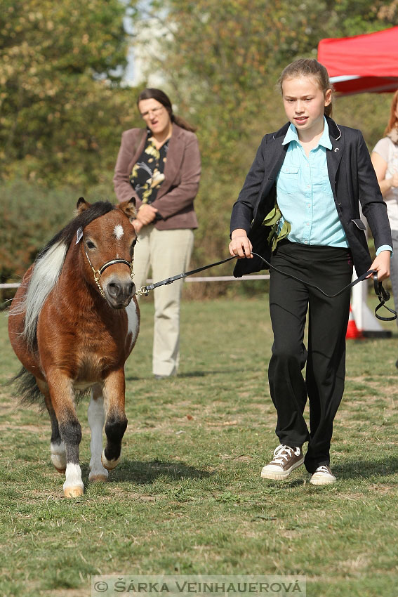 Výstava minihorse 