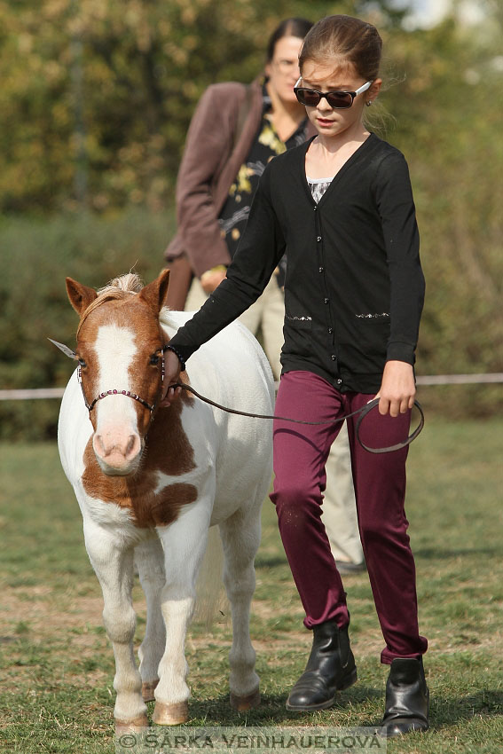 Výstava minihorse 