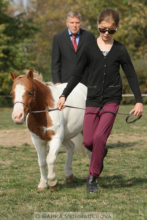 Výstava minihorse 