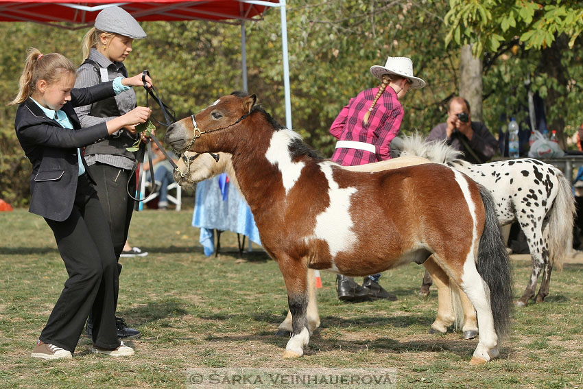 Výstava minihorse 