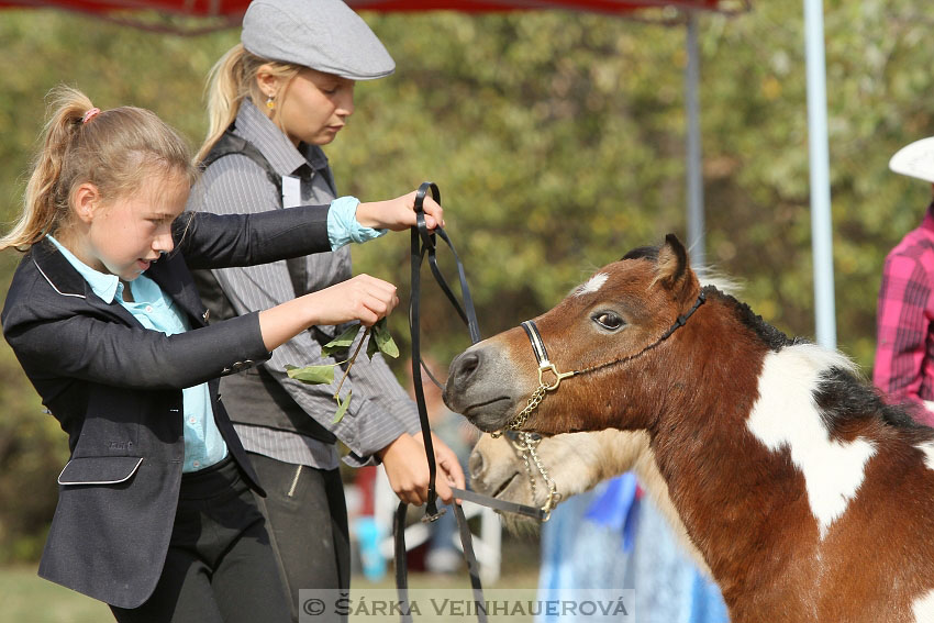 Výstava minihorse 