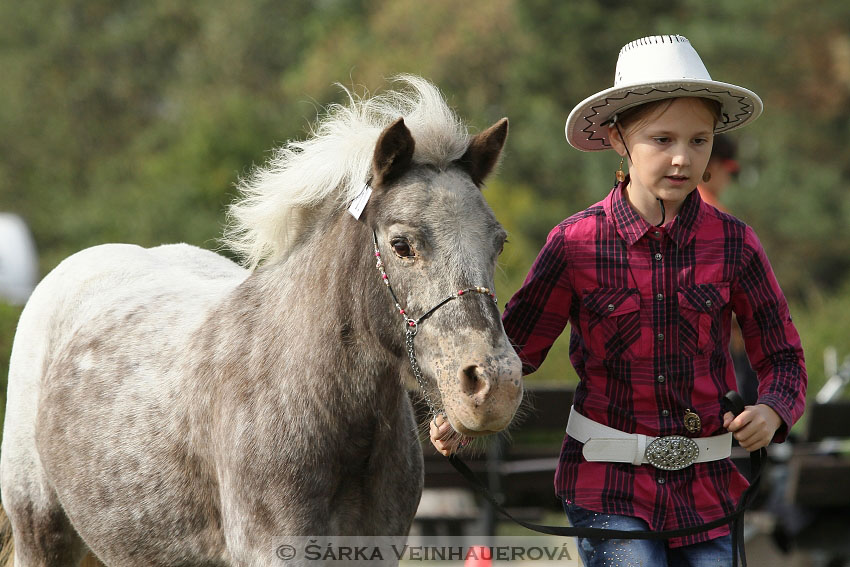 Výstava minihorse 