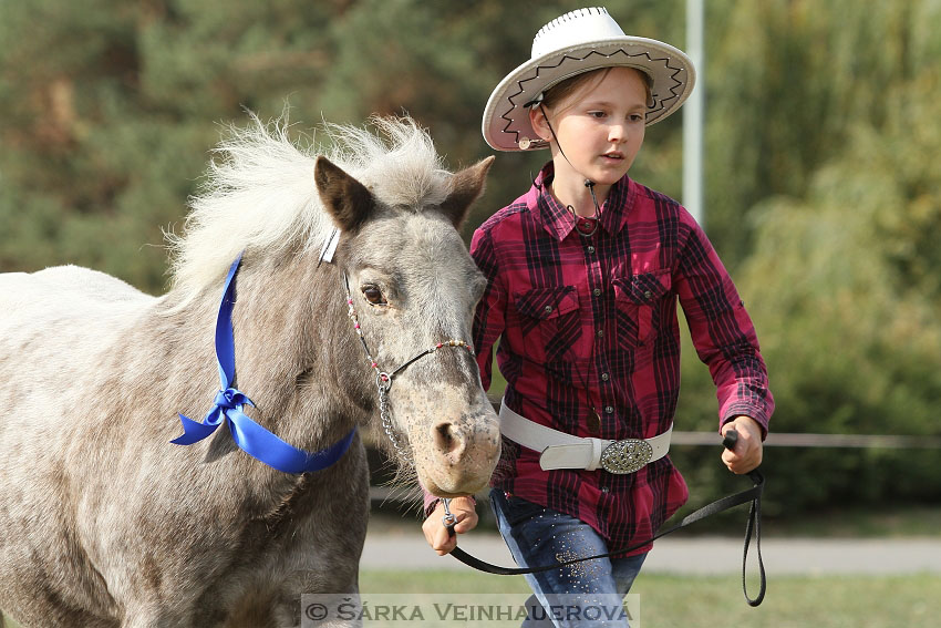 Výstava minihorse 