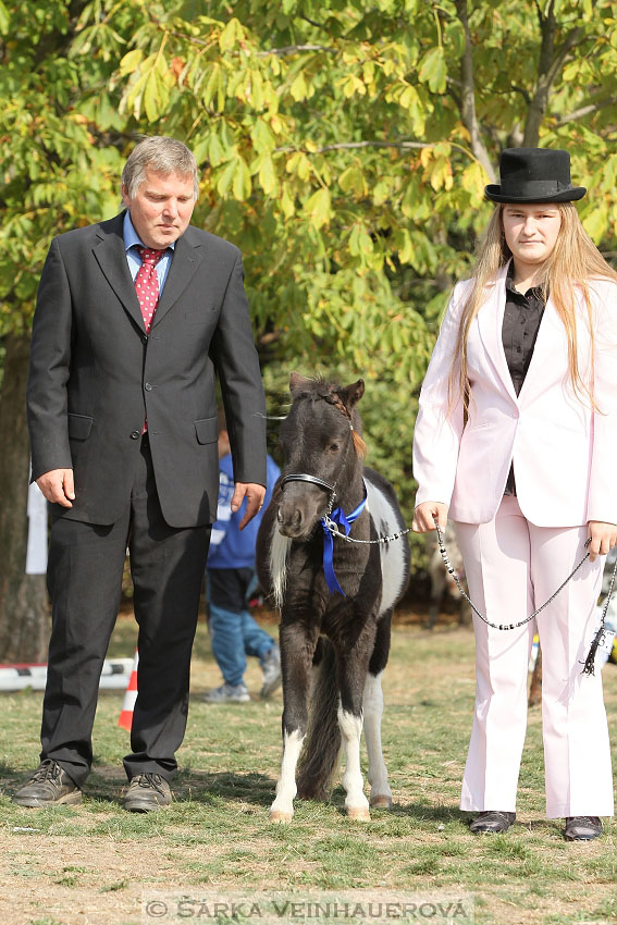 Výstava minihorse 