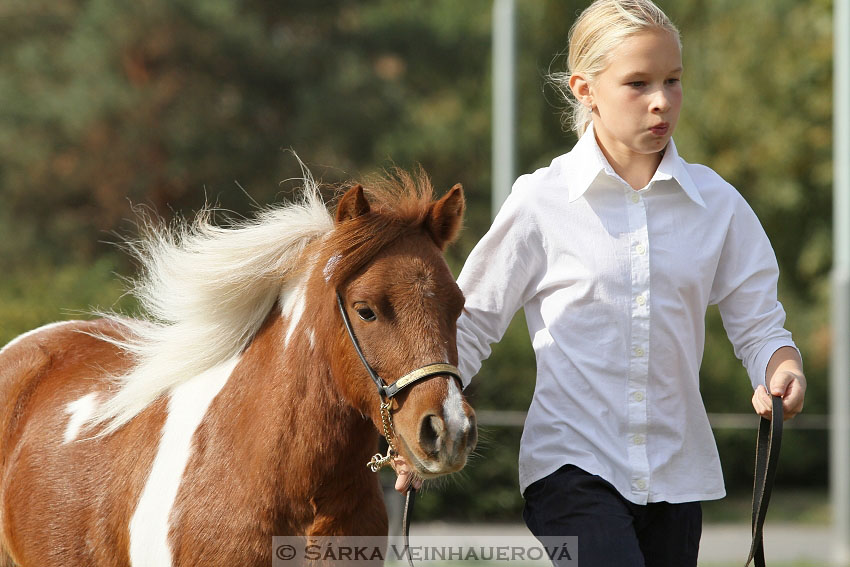 Výstava minihorse 