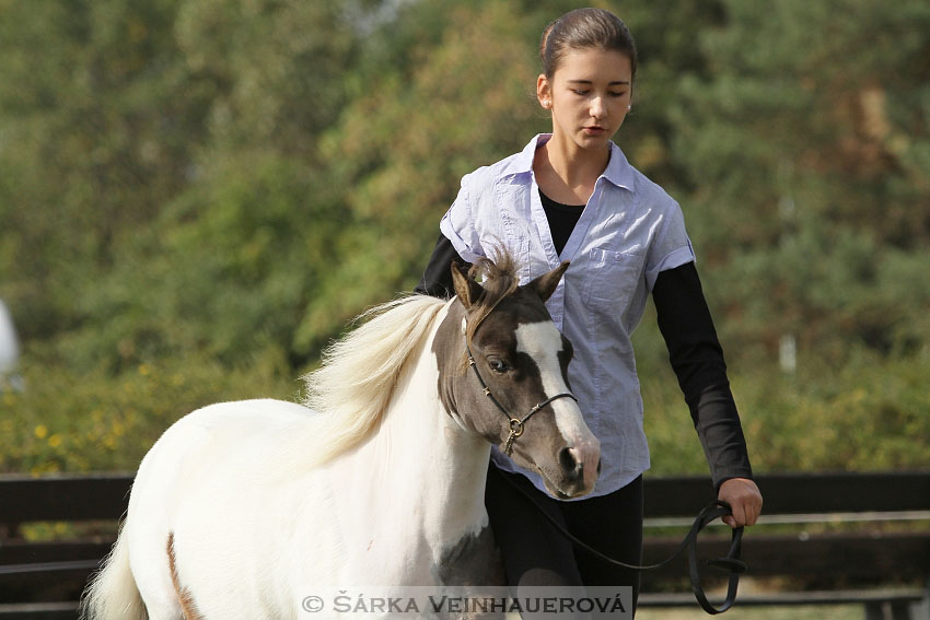 Výstava minihorse 